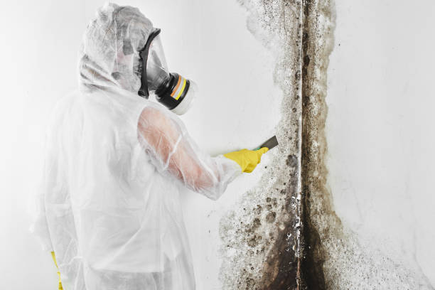 Mold Removal for HVAC Installations in Solomons, MD